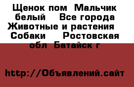 Щенок пом. Мальчик белый  - Все города Животные и растения » Собаки   . Ростовская обл.,Батайск г.